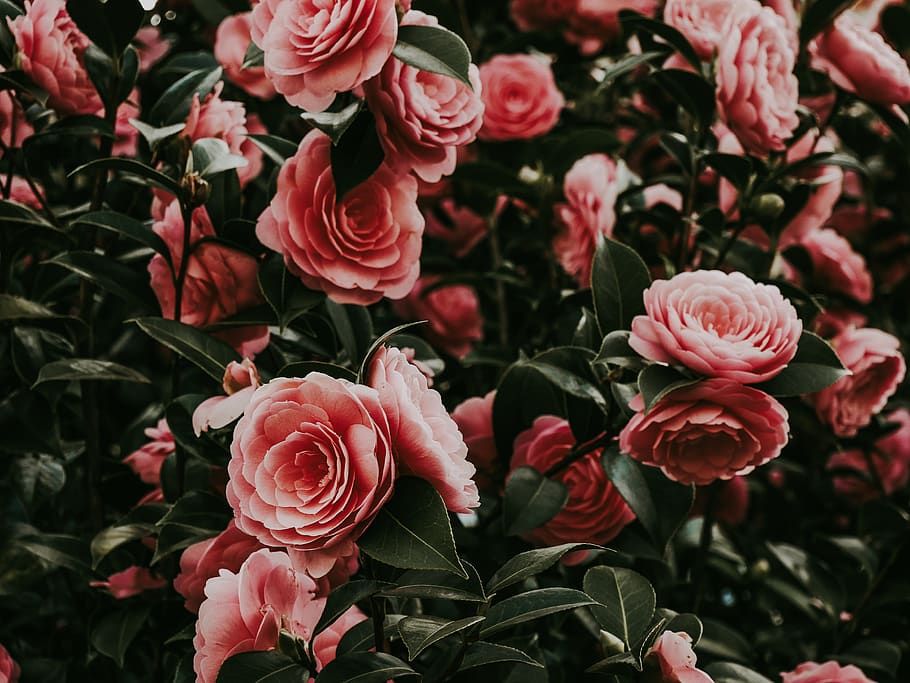pink-petaled flowers, plant, blossom, rose, geranium, flower bouquet HD wallpaper