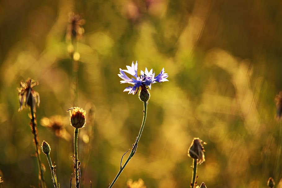 cornflower, summer, plantain, field, pasture, meadow, blossom HD wallpaper