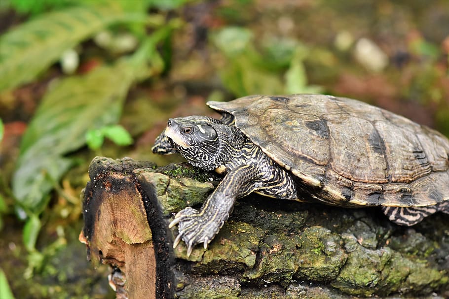 water turtle, reptile, tortoise shell, armored, pond, panzer HD wallpaper
