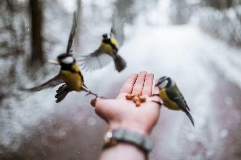 close-up photography of three yellow-and-gray birds, hand, nut HD wallpaper