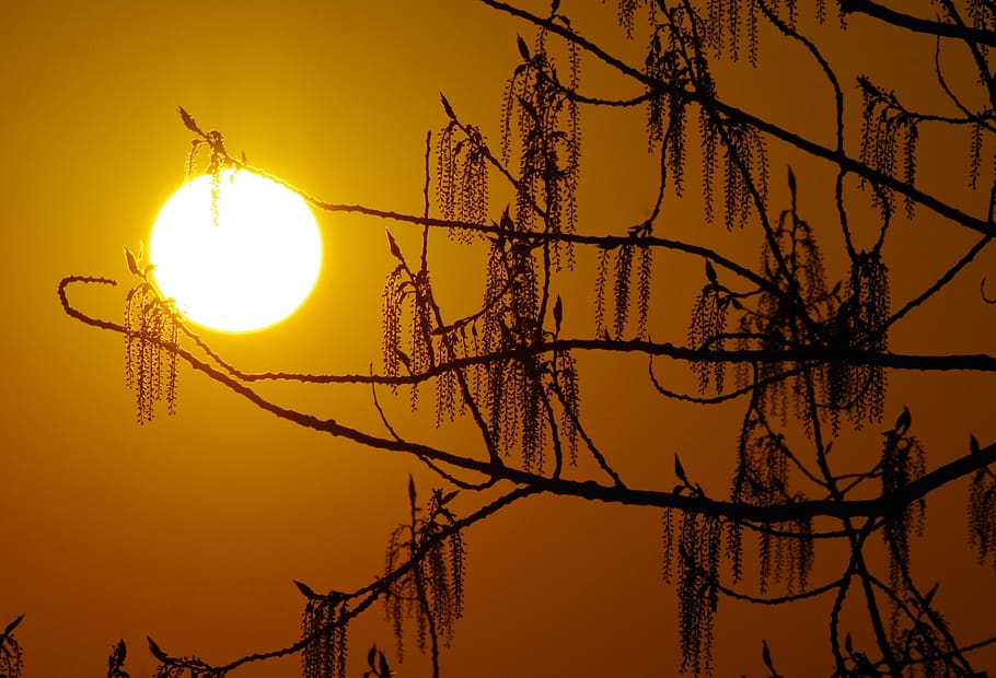 sun, light, tree, branch, mood, sunset, sky, orange color, nature HD wallpaper