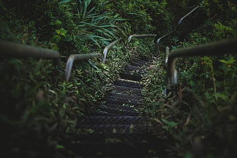 green-leafed plants, arbour, garden, outdoors, nature, stairway HD wallpaper