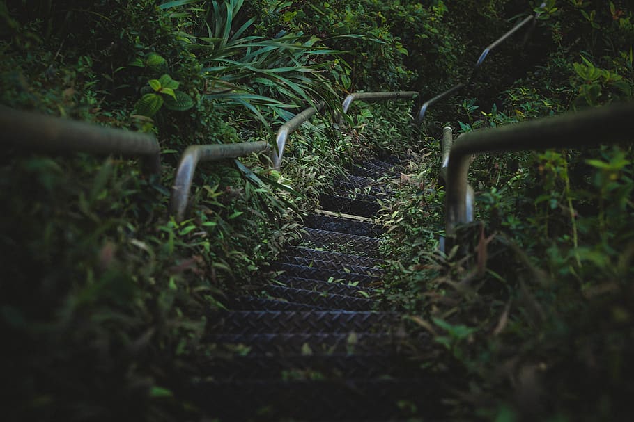 green-leafed plants, arbour, garden, outdoors, nature, stairway HD wallpaper