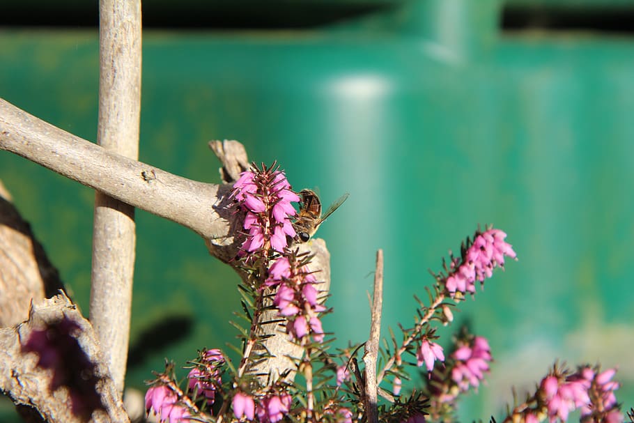 heather, bee, insect, pollen, flower, flowering plant, animal themes HD wallpaper