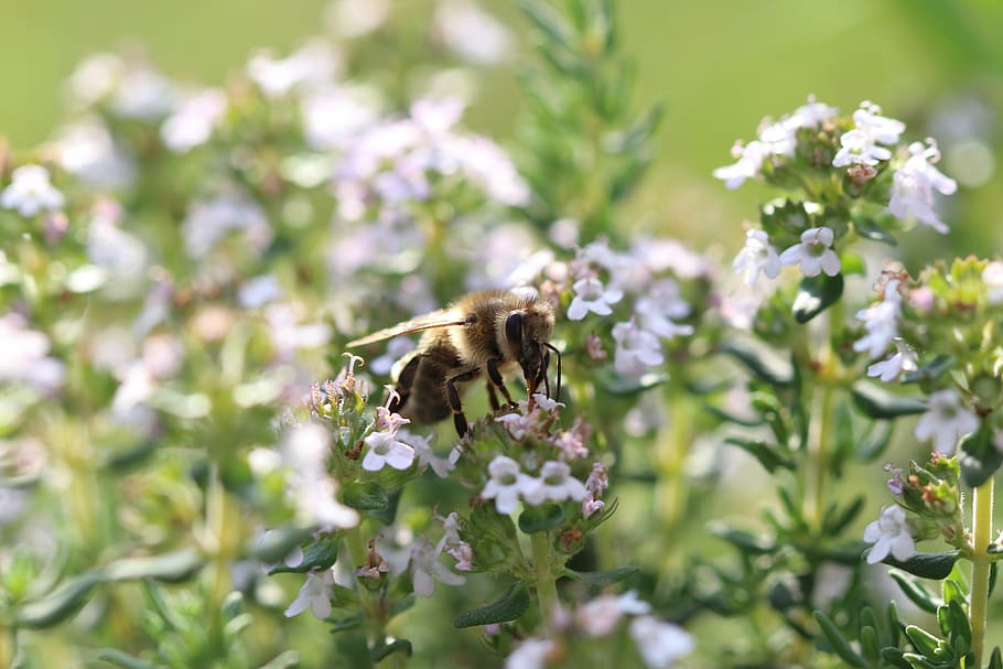 bee, flowers, macro, close up, honey bee, sprinkle, insect HD wallpaper