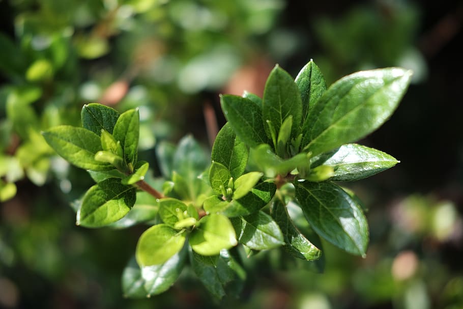 tree, plant, green, flora, leaf, plant part, growth, green color HD wallpaper
