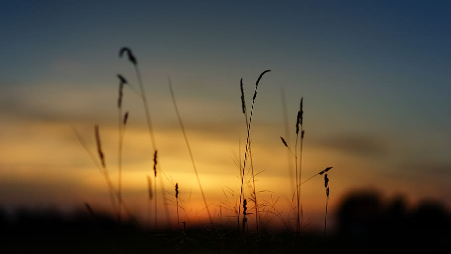 HD wallpaper: sunset, nature, field, grass, landscape, evening, sky, dusk |  Wallpaper Flare