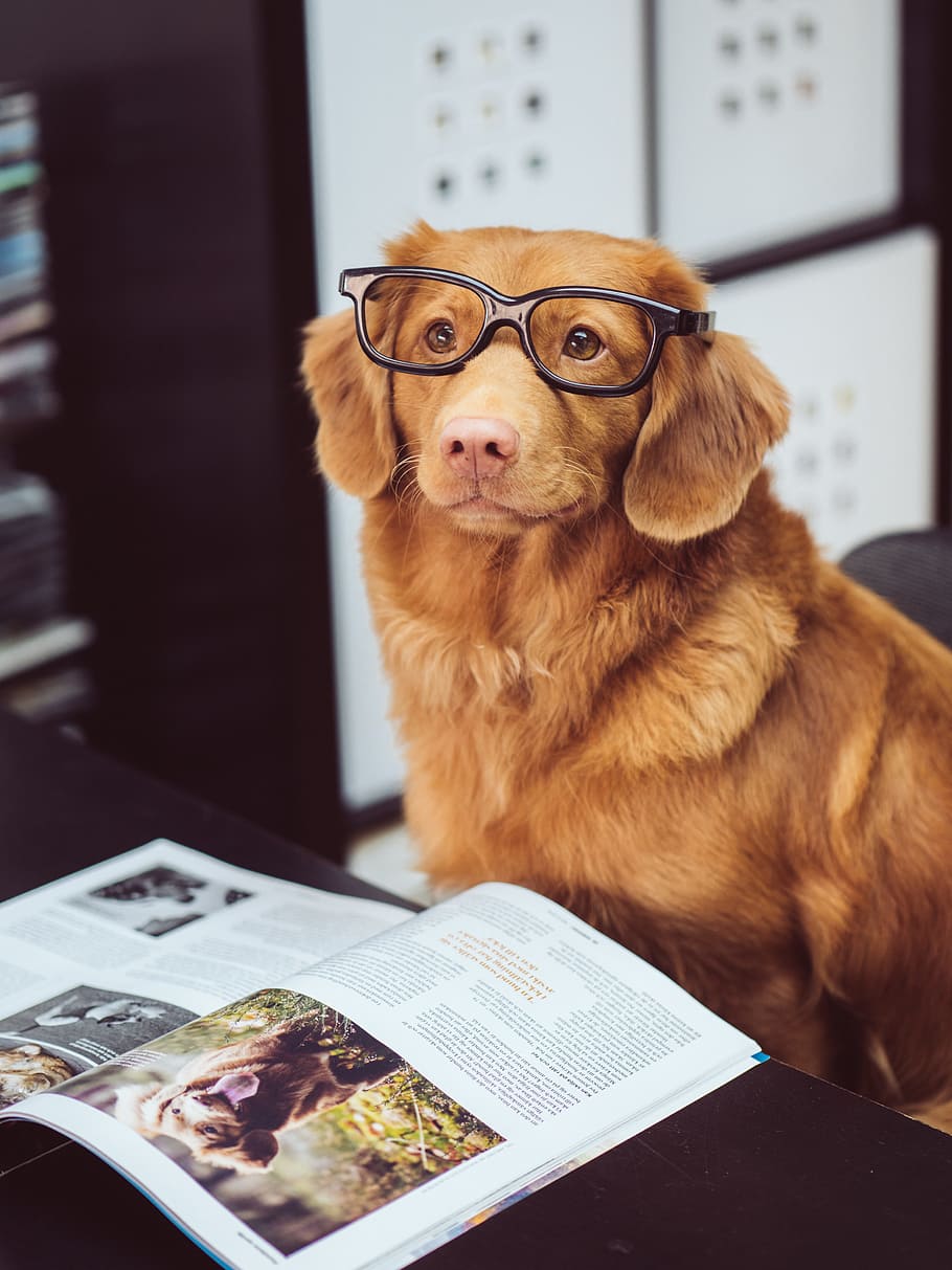 dog sitting in front of book, glasses, magazine, fur, pup, retriever, HD wallpaper