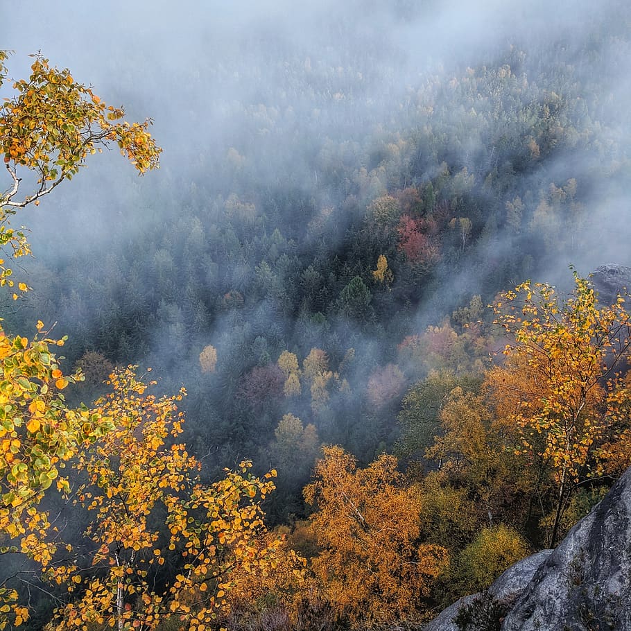 trees covered with fog, fire, forest fire, schrammsteinweg, bad schandau HD wallpaper