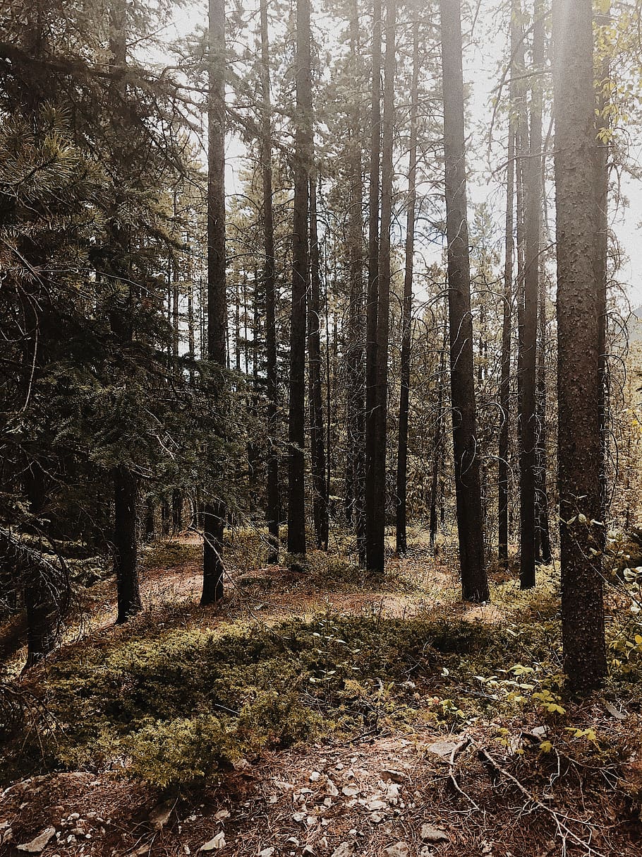 canada, canmore, trees, pine, mountain, forest, plant, land HD wallpaper