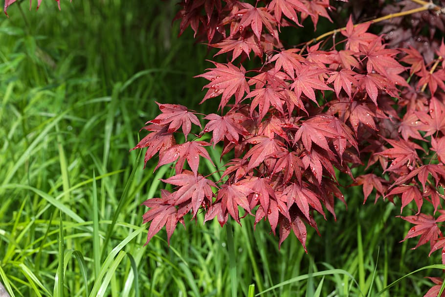 united states, cincinnati, plant, beauty in nature, growth HD wallpaper