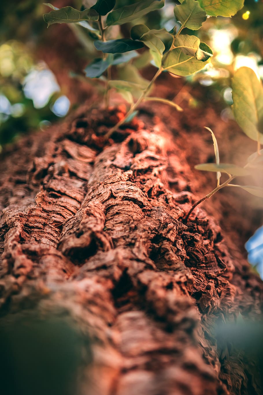 brown tree bark, soil, plant, leaf, nature, root, ground, sprout HD wallpaper