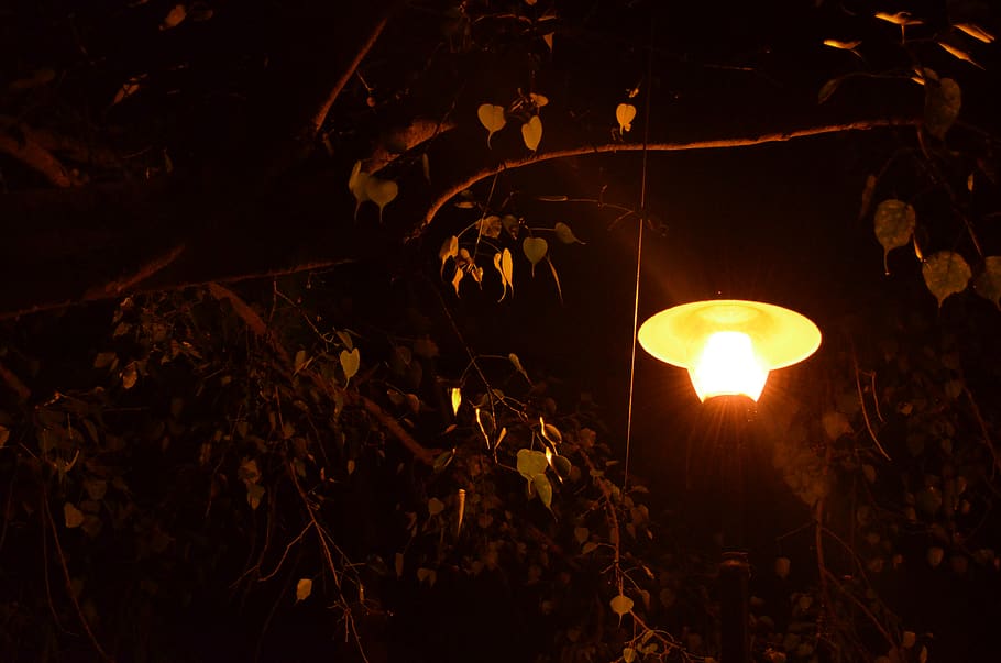 illuminated, night, lighting equipment, no people, plant, glowing HD wallpaper
