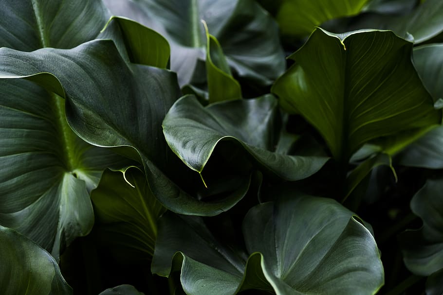 green plant, plant part, leaf, close-up, growth, beauty in nature HD wallpaper