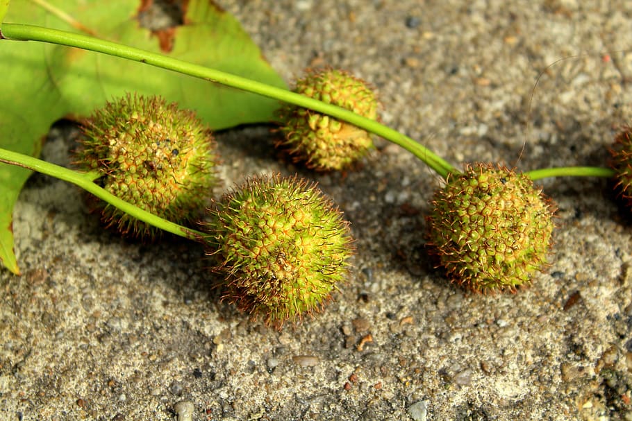 platanus, fruit platana, prickly, balls, vegetation, tree, nature HD wallpaper