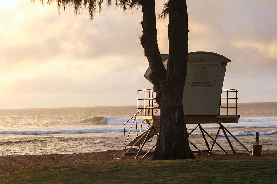 A large tree on this Hawaii beach., united states, haleiwa, surfer HD wallpaper