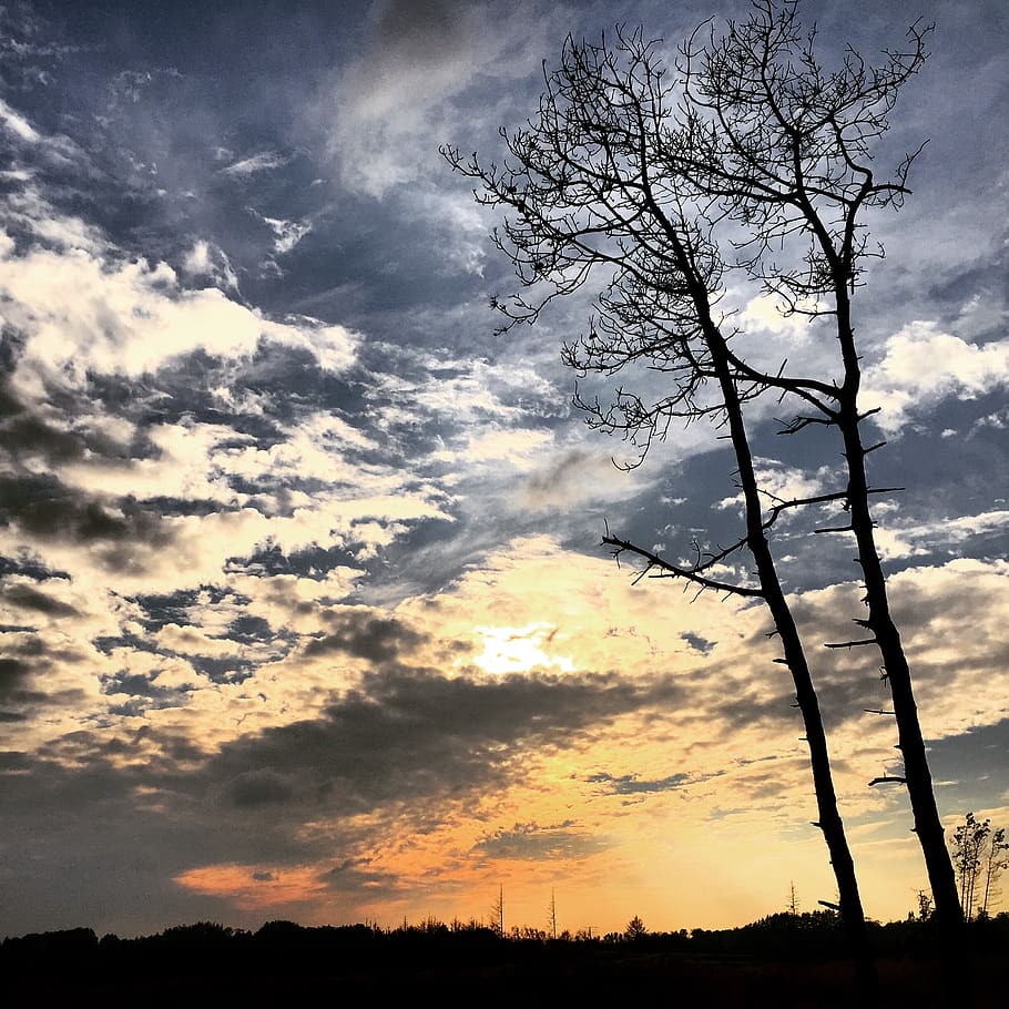 trees, sky, sun, skies, heaven, cloud - sky, silhouette, beauty in nature HD wallpaper