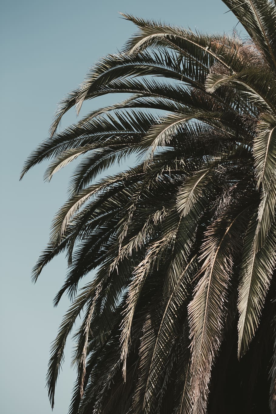 coconut tree, san francisco, united states, dolores park west pathway HD wallpaper