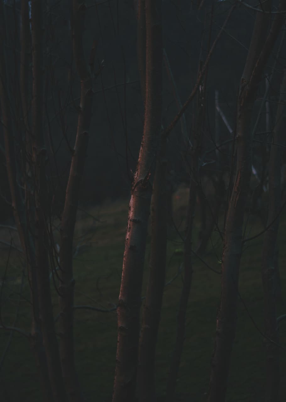 romania, bucea, forest, dark, trees, wildness, moody, plant HD wallpaper