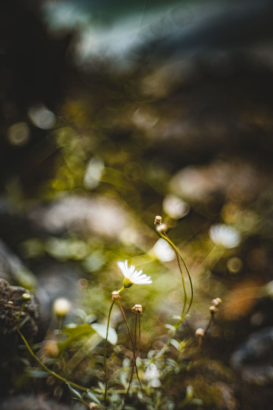wallpapers, flower, bokeh, closeup, nature, plant, growth, fragility HD wallpaper