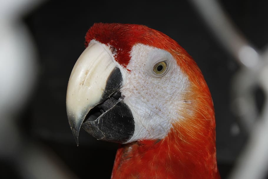 parrot, bird, cage, red, vertebrate, animal themes, one animal HD wallpaper