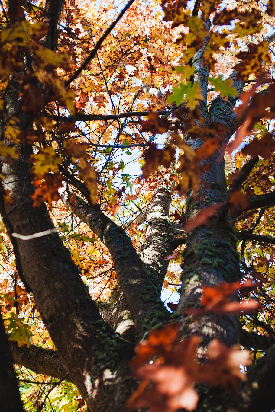 trees, forest, autumn, fall, leaves, foliage, sky, nature, photography HD wallpaper