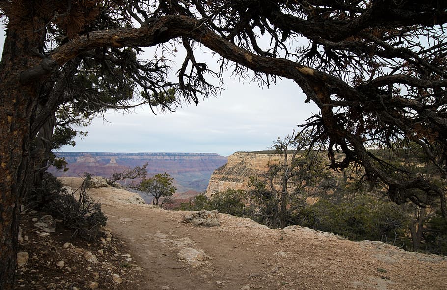 nature, outdoors, ground, tree, mesa, mountain, plateau, grand canyon national park HD wallpaper