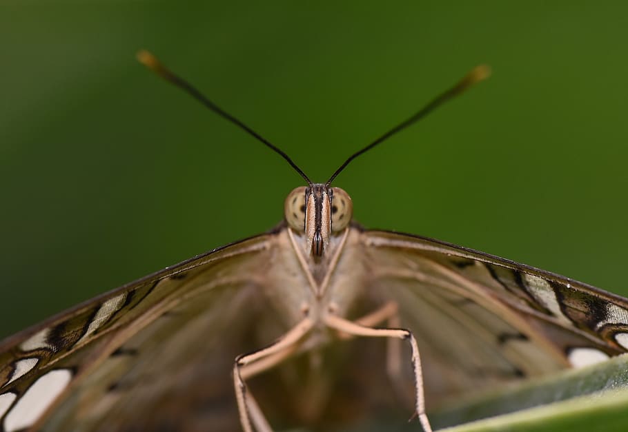 garden, spring, butterfly, insect, nature, macro, animal themes HD wallpaper