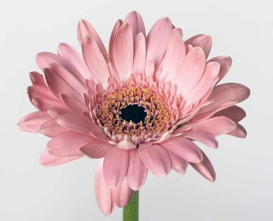 gerbera, flower, bloom, blossom, pink, nature, plant, spring HD wallpaper