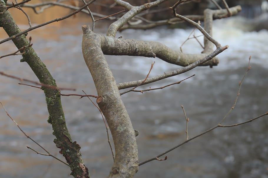 branches, tree, river, belgium, ourthe, la roche, plant, focus on foreground HD wallpaper