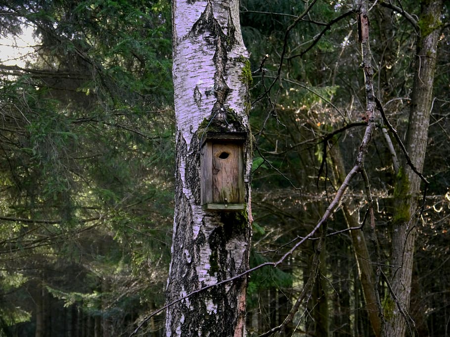 forest, tree, plant, trunk, tree trunk, no people, land, nature HD wallpaper