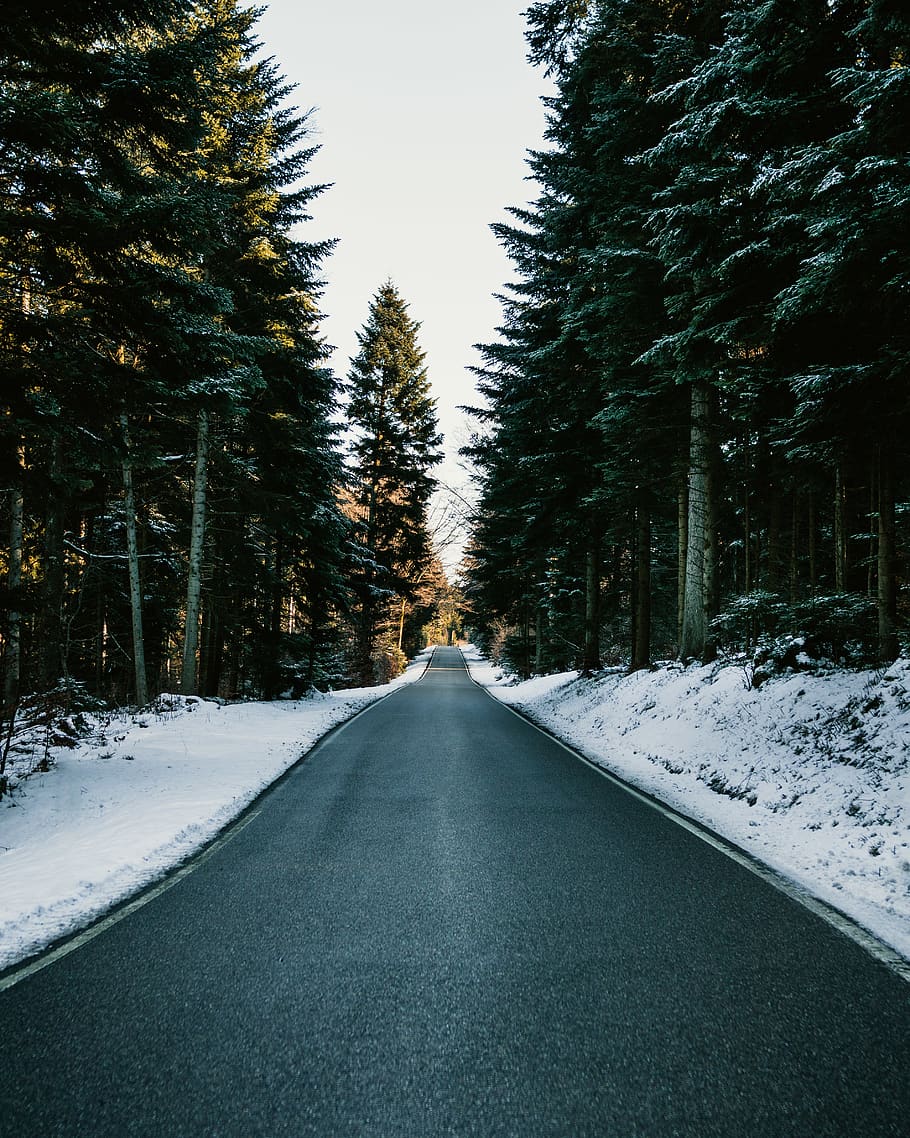 green leafed trees covered with snow, plant, road, fir, abies HD wallpaper