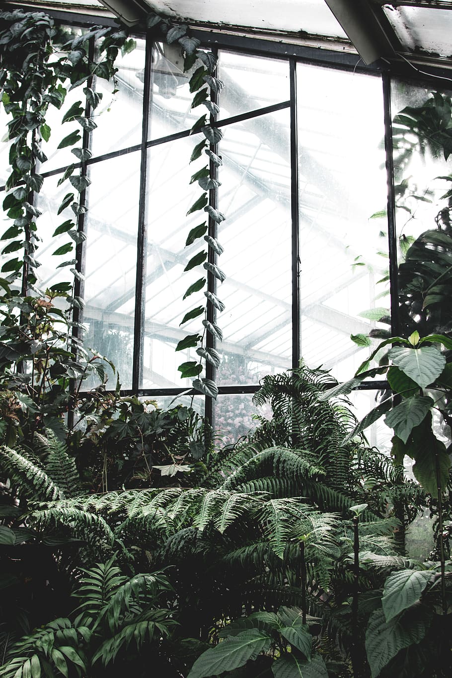 plants on garden, growth, nature, tree, no people, day, greenhouse HD wallpaper