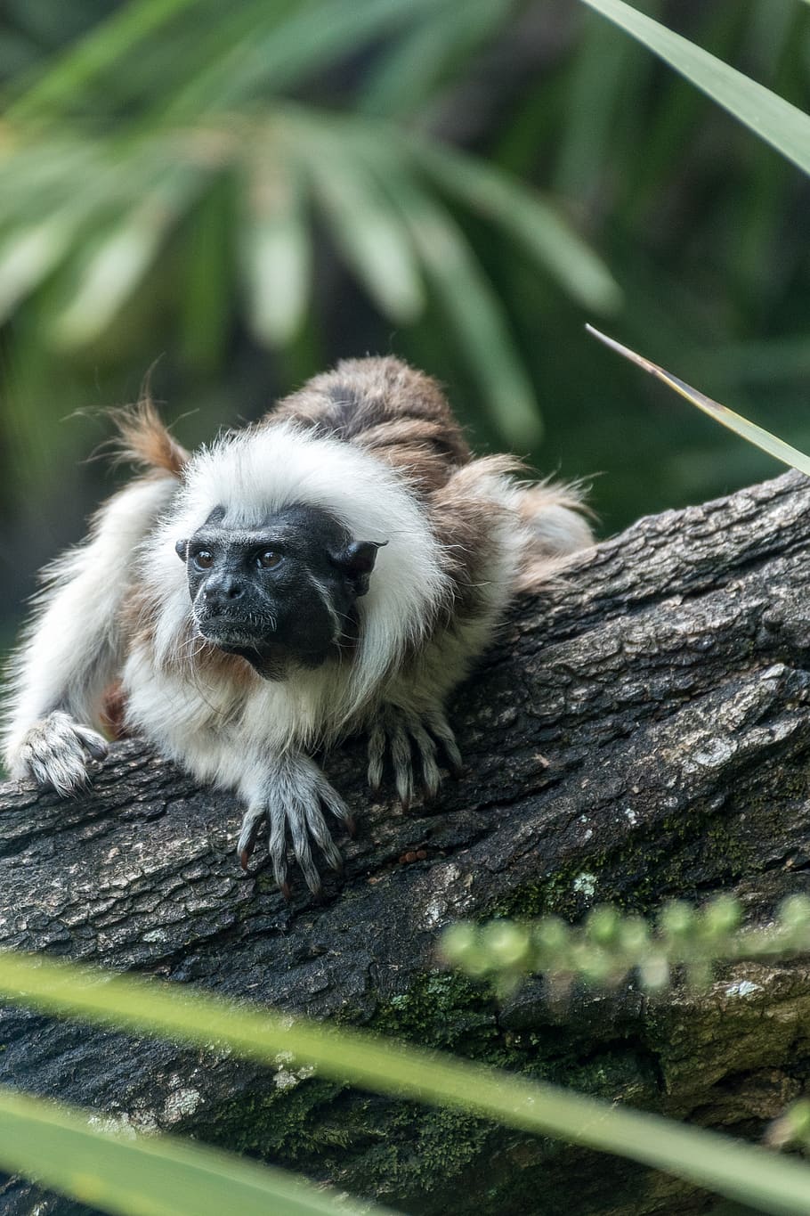 monkey crawling on tree, zoo arcachon basin, france, la teste-de-buch HD wallpaper