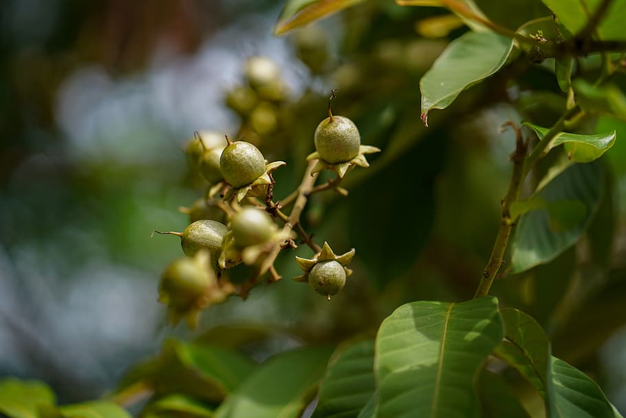 leaf, tree, close-up, nature, branch - plant part, lush foliage HD wallpaper