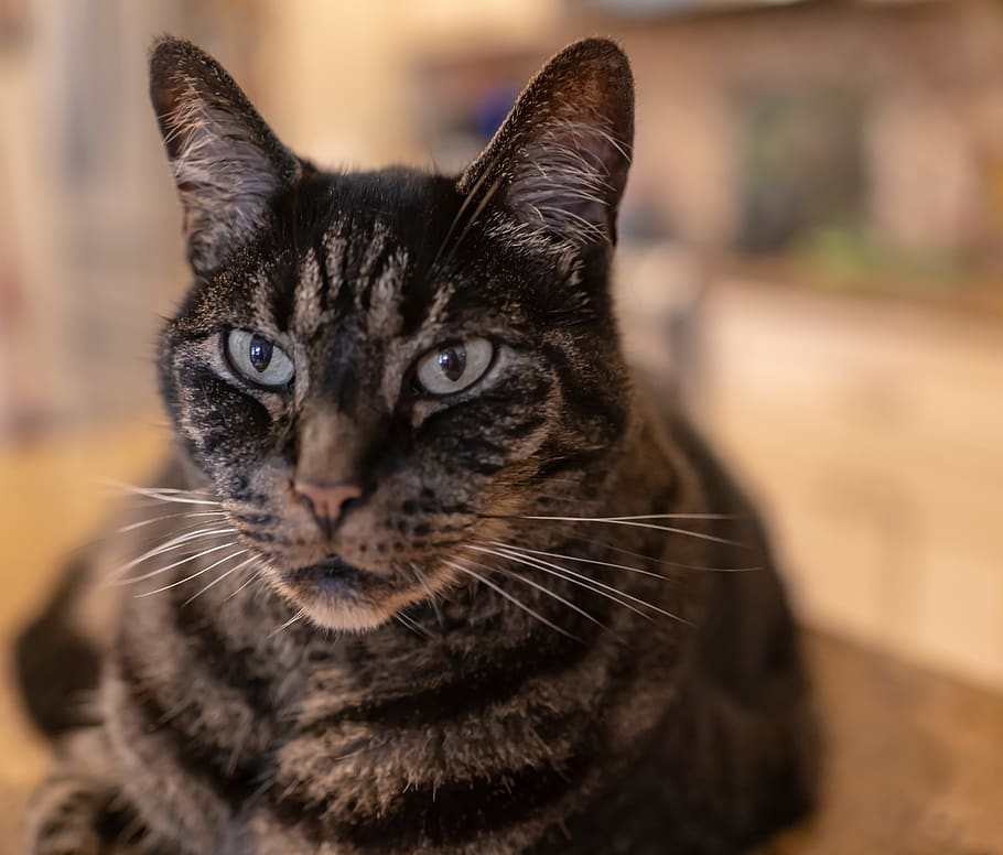 cat, tabby, close up, pet, animal, fur, sweet, tiger, furry HD wallpaper