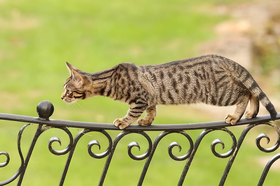 bengal, kitten, cat, animal themes, mammal, feline, one animal HD wallpaper
