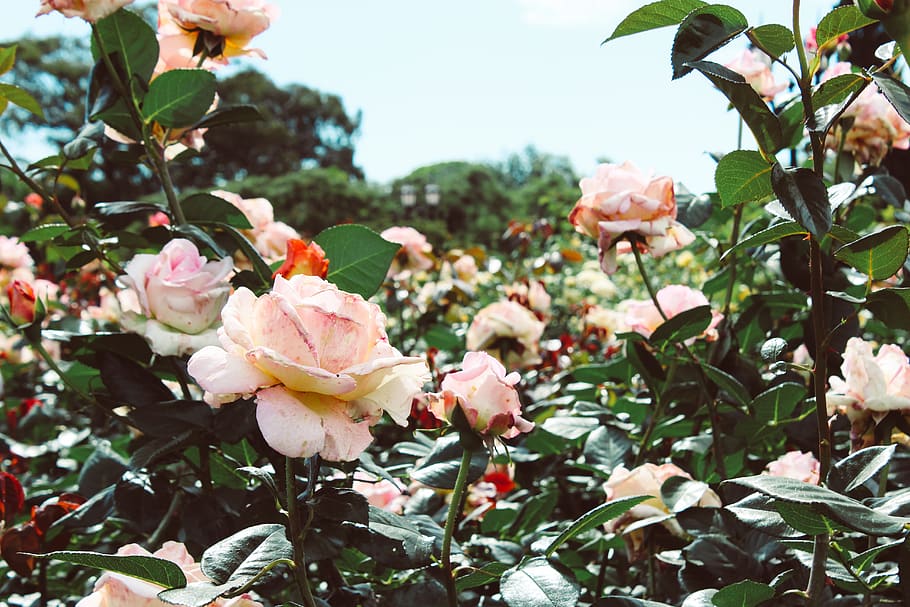 flowers, garden, plant, flowering plant, beauty in nature, growth HD wallpaper