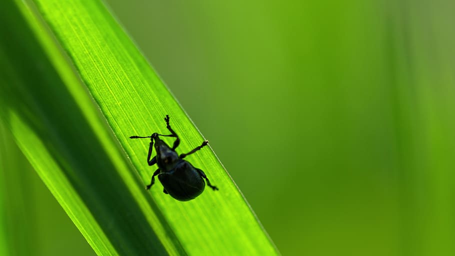 insect, light, seeds, nature, close, flower, summer, soft, nice HD wallpaper