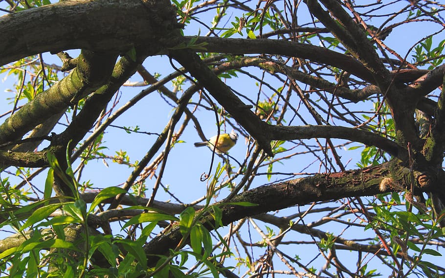 bird, branche, branches, flowers, tree, trees, cute, nature HD wallpaper