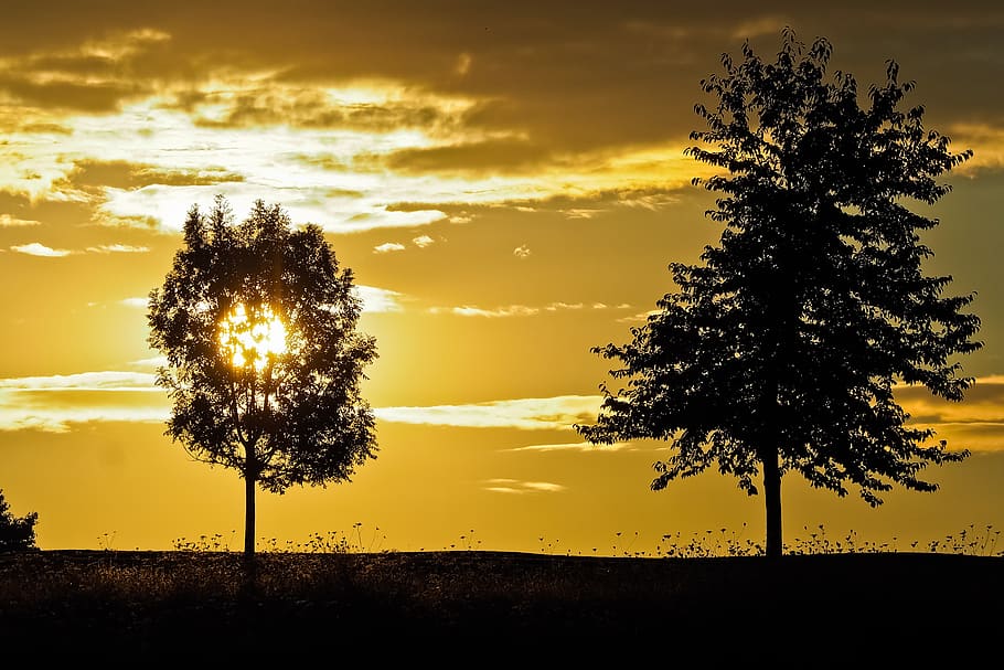 sunset, trees, landscape, nature, sky, clouds, forest, evening HD wallpaper