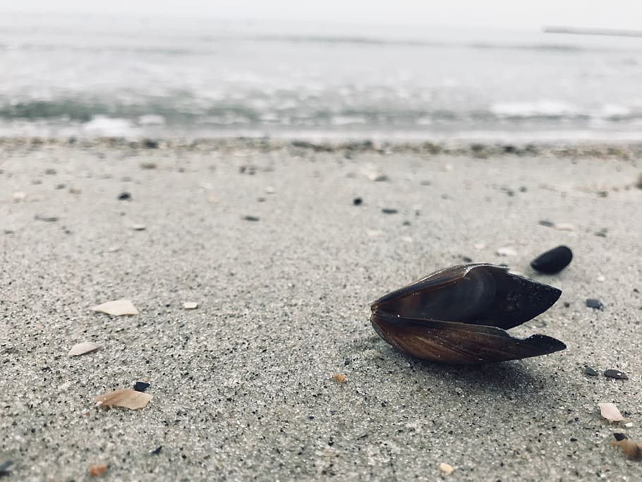 sea, water, shell, sand, macro, beach, land, nature, no people HD wallpaper
