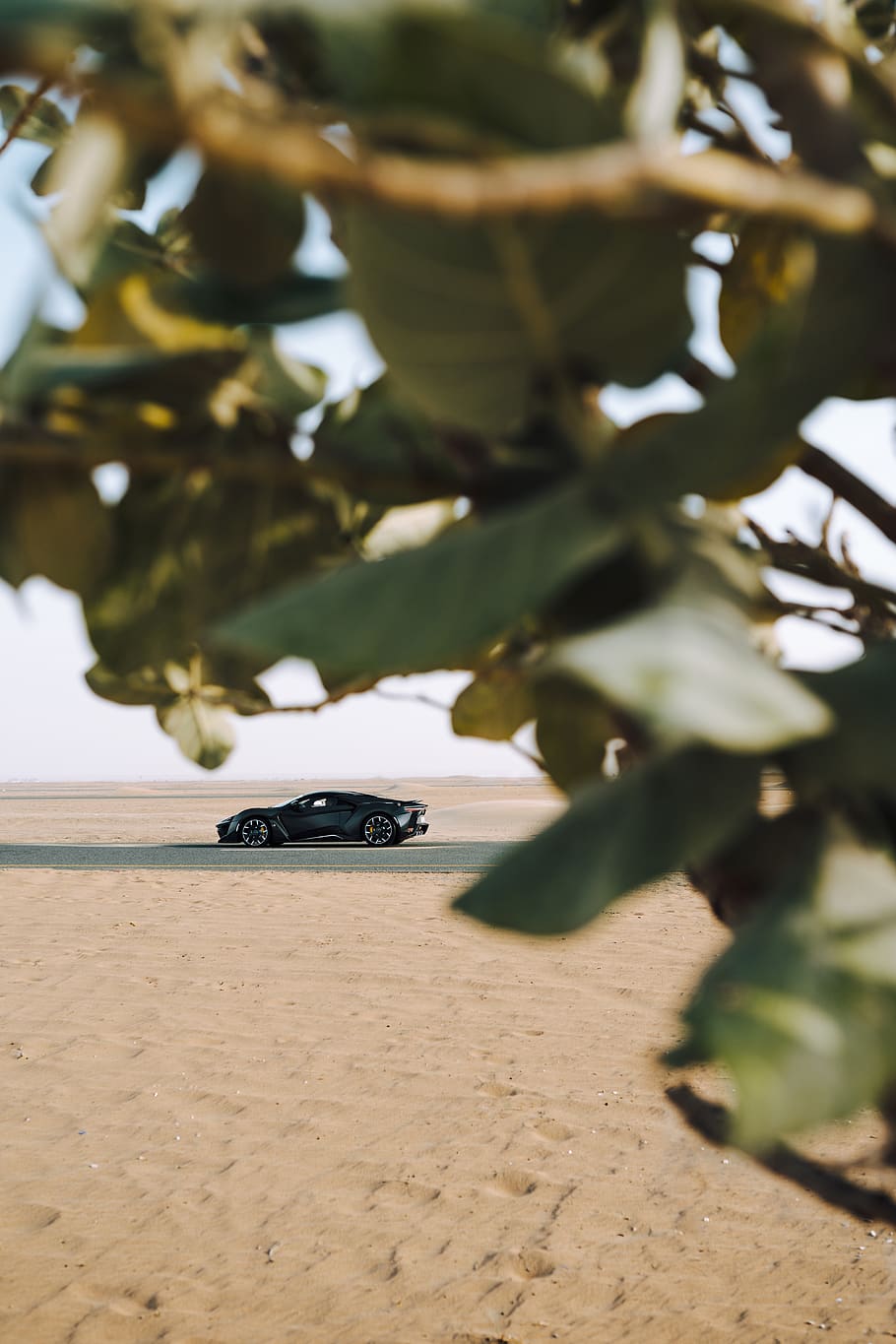 black coupe, leaf, plant part, nature, day, no people, close-up HD wallpaper