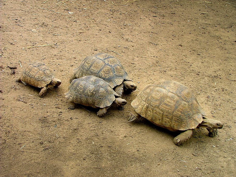 four brown turtles on brown soil, animal, tortoise, sea life HD wallpaper
