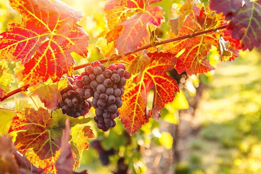 Vineyards at sunset in autumn harvest. Ripe grapes in fall., fruit