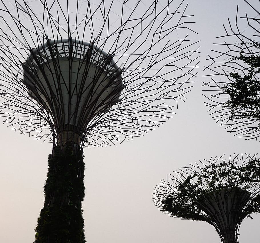 singapore, tree, sky, low angle view, plant, nature, no people HD wallpaper