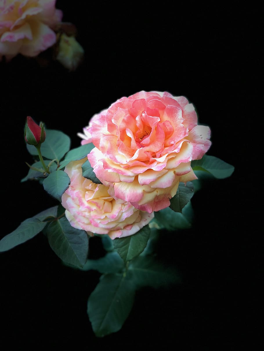 rose, spring, pink, romantic, bloom, roses, romance, flowers HD wallpaper
