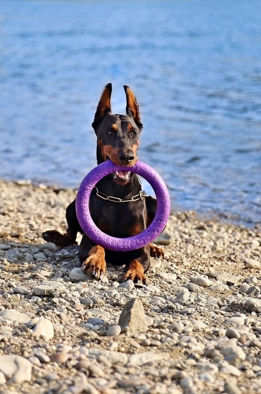 doberman, dog, beautiful, nice, waterfront, hoop, lie, canine HD wallpaper