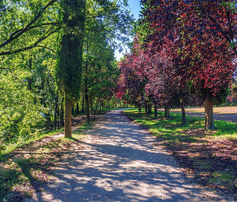 trail, nature, landscape, path, trees, forest, grass, via, colorful HD wallpaper