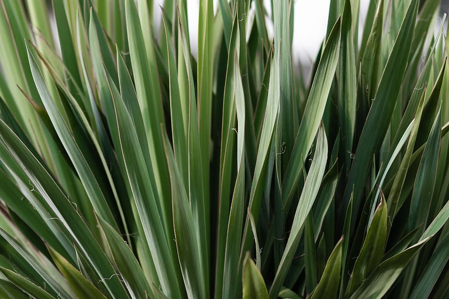 green leafed plant, poland, złoty potok, flora, pattern, texture HD wallpaper